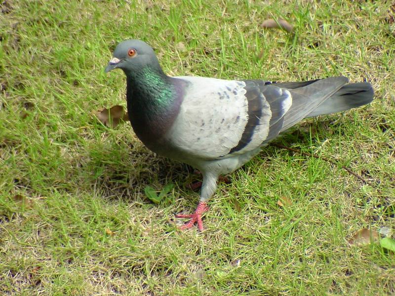 [Birds of Tokyo] Feral Pigeon {!--비둘기-->; DISPLAY FULL IMAGE.