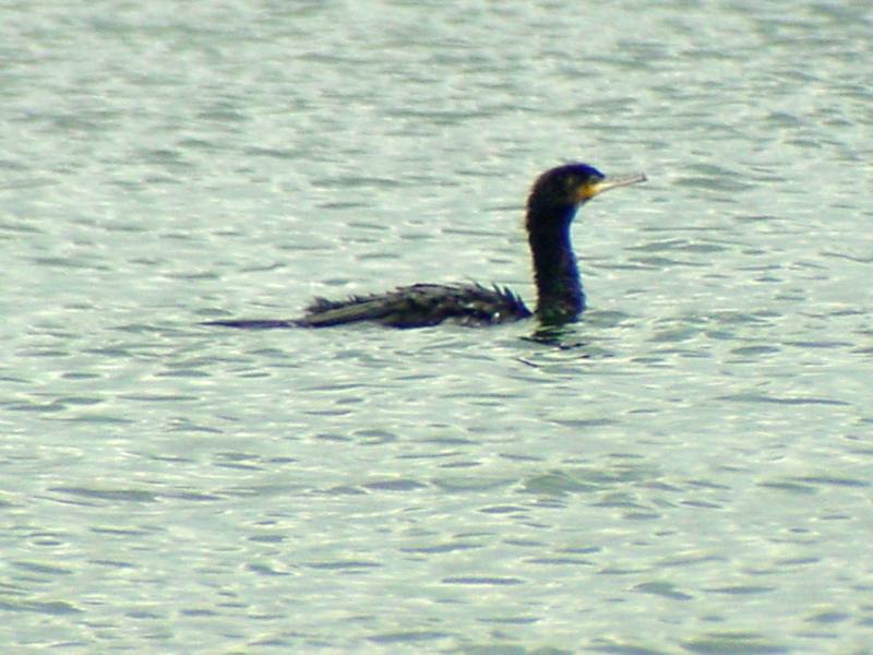 [Birds of Tokyo] Great Cormorant {!--민물가마우지/일본-->; DISPLAY FULL IMAGE.