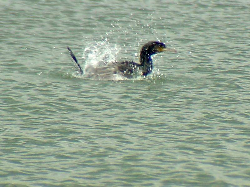 [Birds of Tokyo] Great Cormorant {!--민물가마우지/일본-->; DISPLAY FULL IMAGE.