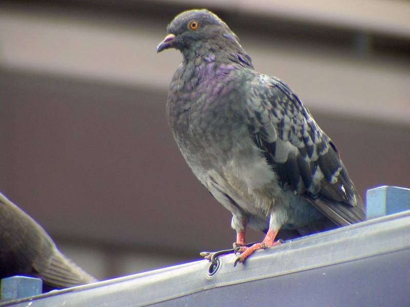 [Birds of Tokyo] Feral Pigeon {!--비둘기-->; DISPLAY FULL IMAGE.