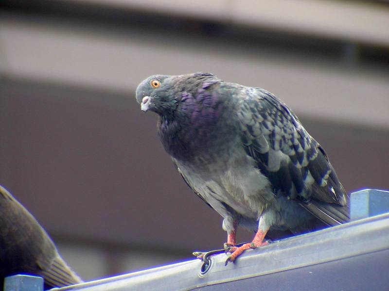 [Birds of Tokyo] Feral Pigeon {!--비둘기-->; DISPLAY FULL IMAGE.