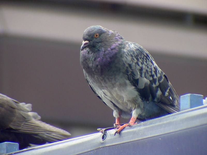 [Birds of Tokyo] Feral Pigeon {!--비둘기-->; DISPLAY FULL IMAGE.