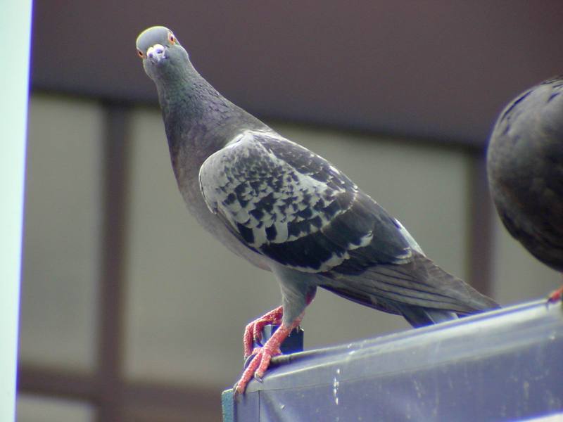 [Birds of Tokyo] Feral Pigeon {!--비둘기-->; DISPLAY FULL IMAGE.