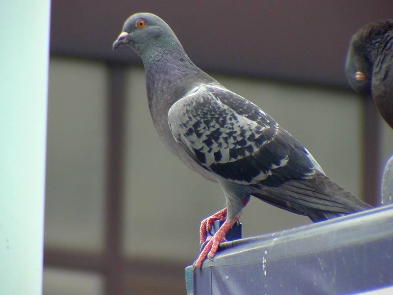 [Birds of Tokyo] Feral Pigeon {!--비둘기-->; DISPLAY FULL IMAGE.