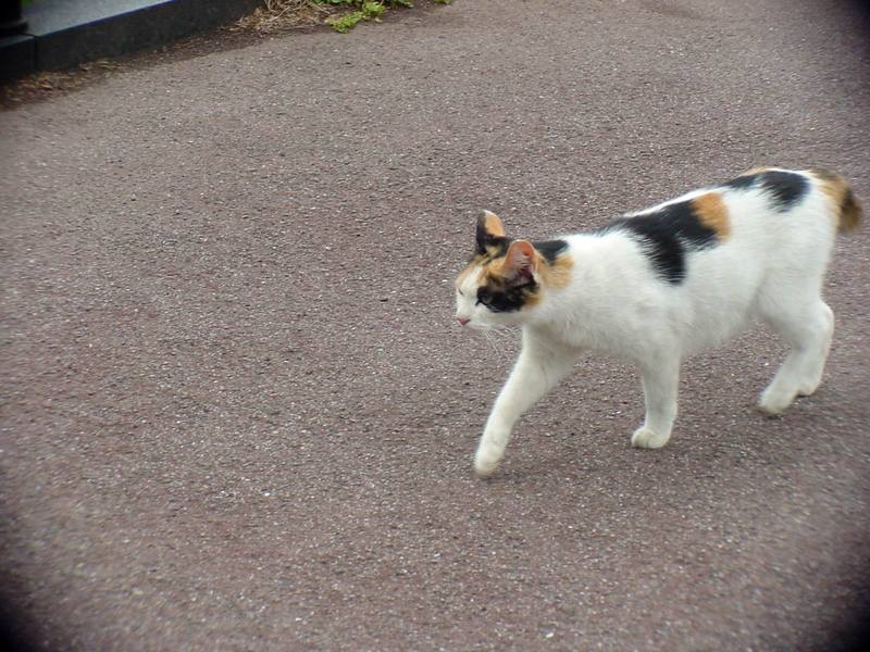 House Cat of Hibiya Park {!-- 동경 히비야 공원의 고양이 -->; DISPLAY FULL IMAGE.