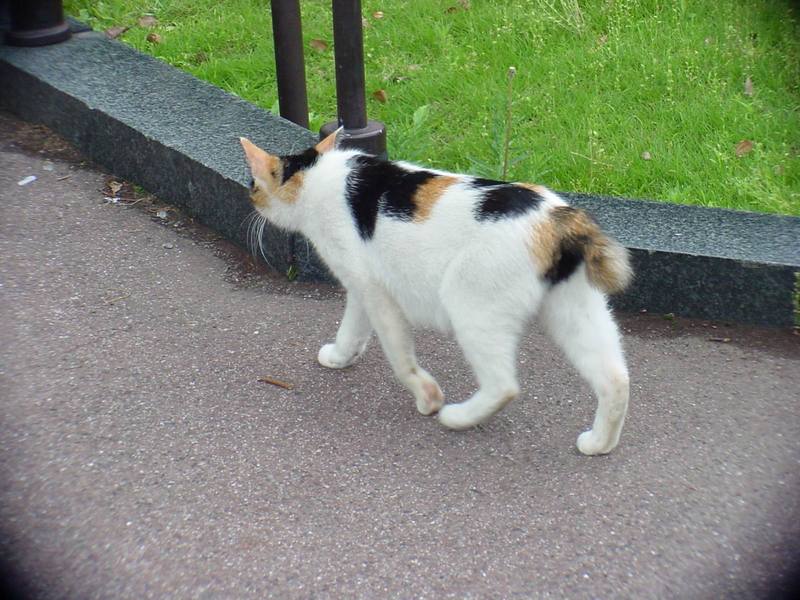 House Cat of Hibiya Park {!-- 동경 히비야 공원의 고양이 -->; DISPLAY FULL IMAGE.