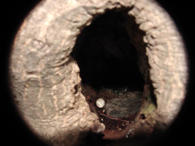 [Birds of Tokyo] Egg of Great Tit {!--딱새 알--> in tree hole nest; DISPLAY FULL IMAGE.