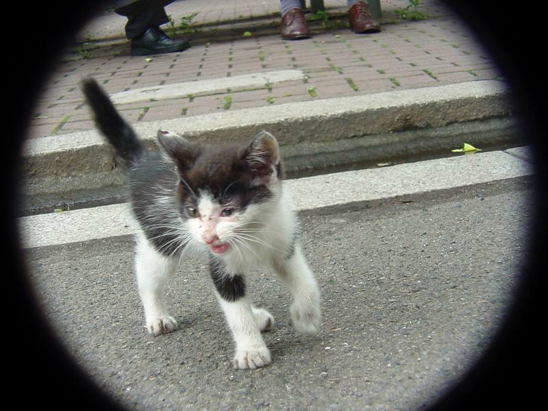 Neko (Kitten in Japanese) {!-- 새끼고양이 -->; DISPLAY FULL IMAGE.
