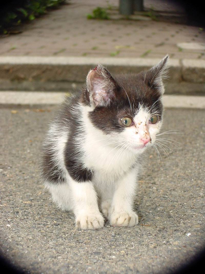 Neko (Kitten in Japanese) {!-- 새끼고양이 -->; DISPLAY FULL IMAGE.