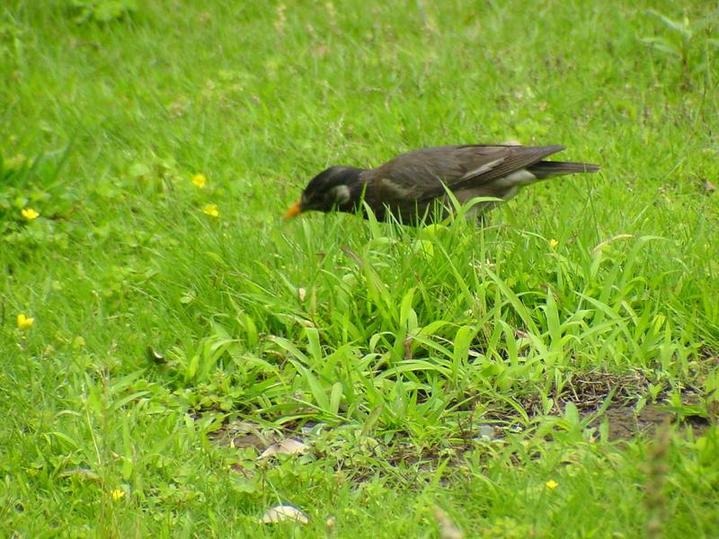 [Birds of Tokyo] Gray Starling {!--찌르레기/일본-->; DISPLAY FULL IMAGE.