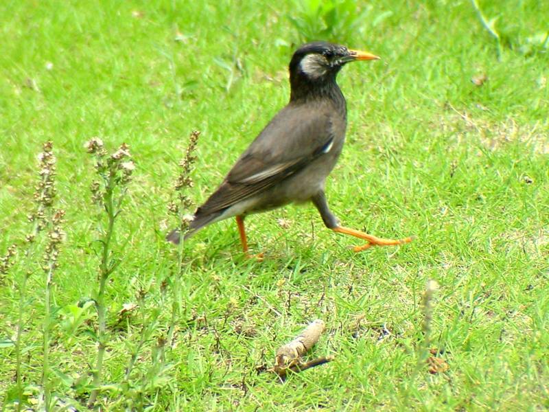 [Birds of Tokyo] Gray Starling {!--찌르레기/일본-->; DISPLAY FULL IMAGE.