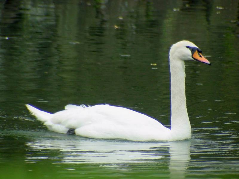 [Birds of Tokyo] Mute Swan {!--혹고니 / 백조-->; DISPLAY FULL IMAGE.