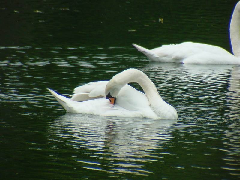 [Birds of Tokyo] Mute Swan {!--혹고니 / 백조-->; DISPLAY FULL IMAGE.