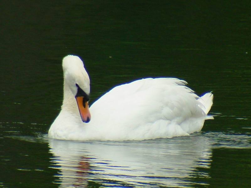 [Birds of Tokyo] Mute Swan {!--혹고니 / 백조-->; DISPLAY FULL IMAGE.