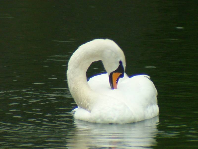 [Birds of Tokyo] Mute Swan {!--혹고니 / 백조-->; DISPLAY FULL IMAGE.