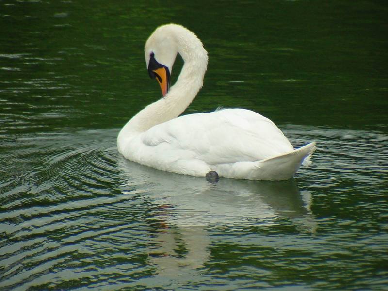 [Birds of Tokyo] Mute Swan {!--혹고니 / 백조-->; DISPLAY FULL IMAGE.