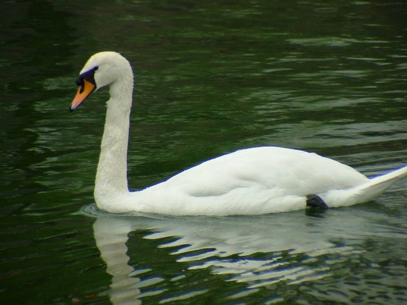 [Birds of Tokyo] Mute Swan {!--혹고니 / 백조-->; DISPLAY FULL IMAGE.