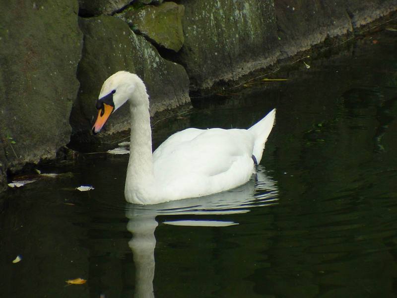 [Birds of Tokyo] Mute Swan {!--혹고니 / 백조-->; DISPLAY FULL IMAGE.
