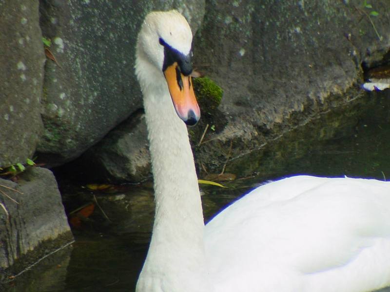[Birds of Tokyo] Mute Swan {!--혹고니 / 백조-->; DISPLAY FULL IMAGE.