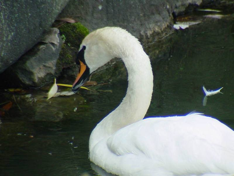 [Birds of Tokyo] Mute Swan {!--혹고니 / 백조-->; DISPLAY FULL IMAGE.