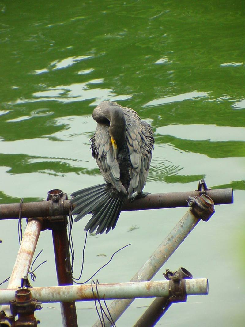 [Birds of Tokyo] Great Cormorant {!--민물가마우지/일본-->; DISPLAY FULL IMAGE.