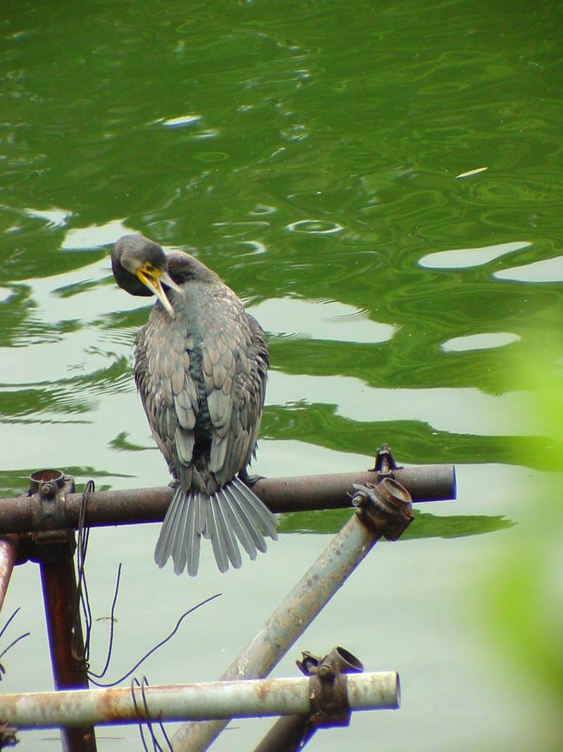 [Birds of Tokyo] Great Cormorant {!--민물가마우지/일본-->; DISPLAY FULL IMAGE.