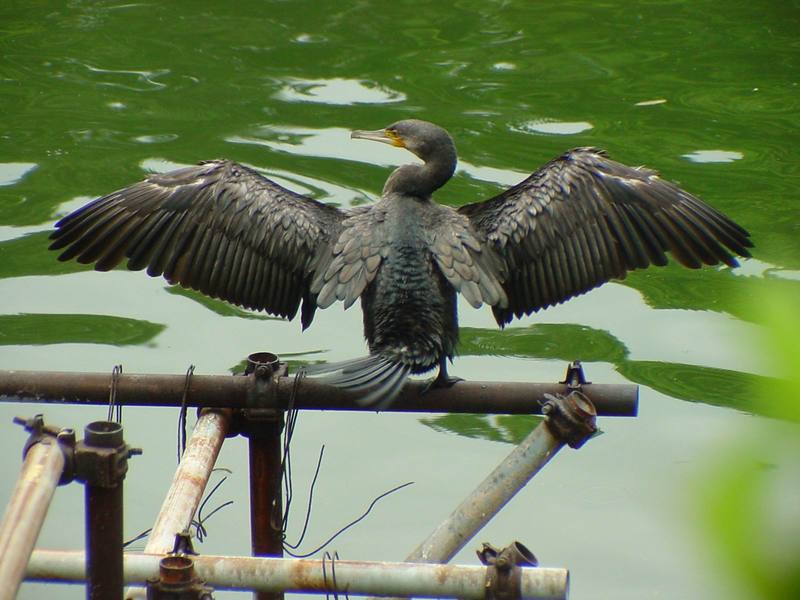 [Birds of Tokyo] Great Cormorant {!--민물가마우지/일본-->; DISPLAY FULL IMAGE.