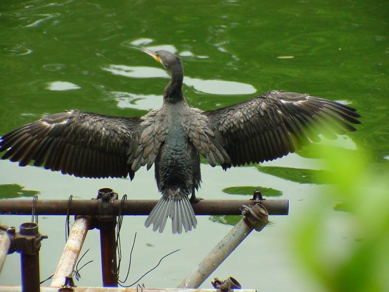 [Birds of Tokyo] Great Cormorant {!--민물가마우지/일본-->; DISPLAY FULL IMAGE.