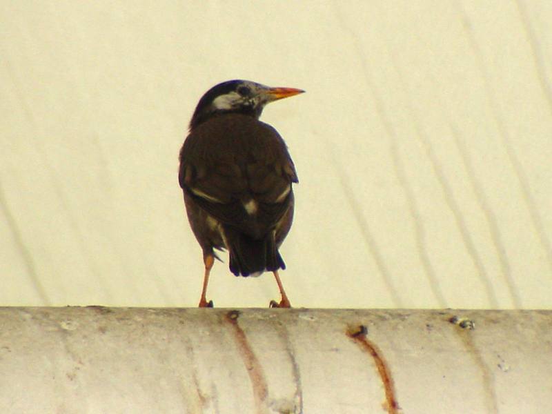 [Birds of Tokyo] Gray Starling {!--찌르레기 / 일본-->; DISPLAY FULL IMAGE.