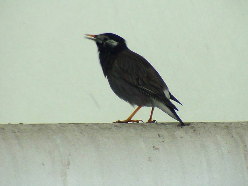 [Birds of Tokyo] Gray Starling {!--찌르레기 / 일본-->; DISPLAY FULL IMAGE.