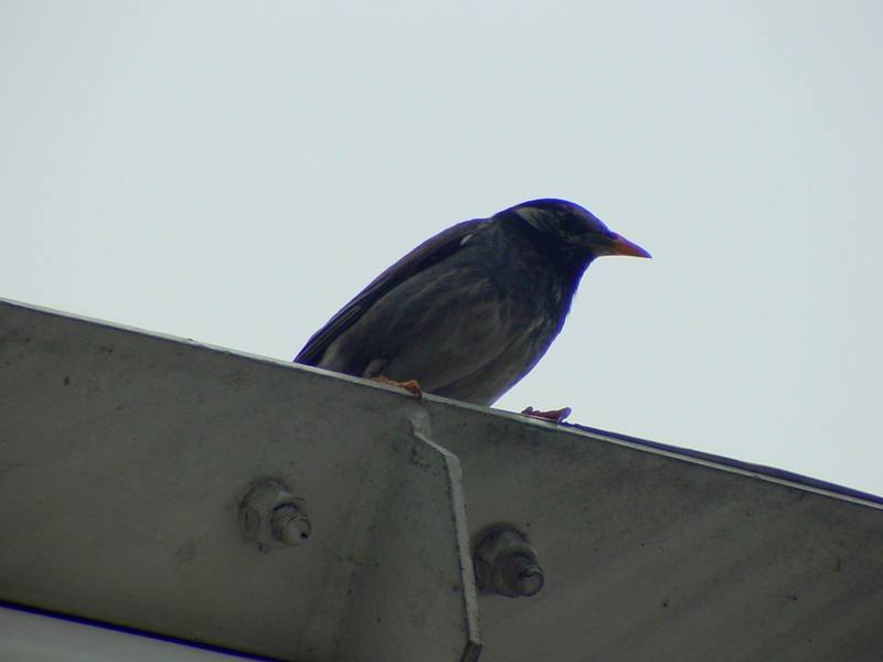 [Birds of Tokyo] Gray Starling {!--찌르레기 / 일본-->; DISPLAY FULL IMAGE.