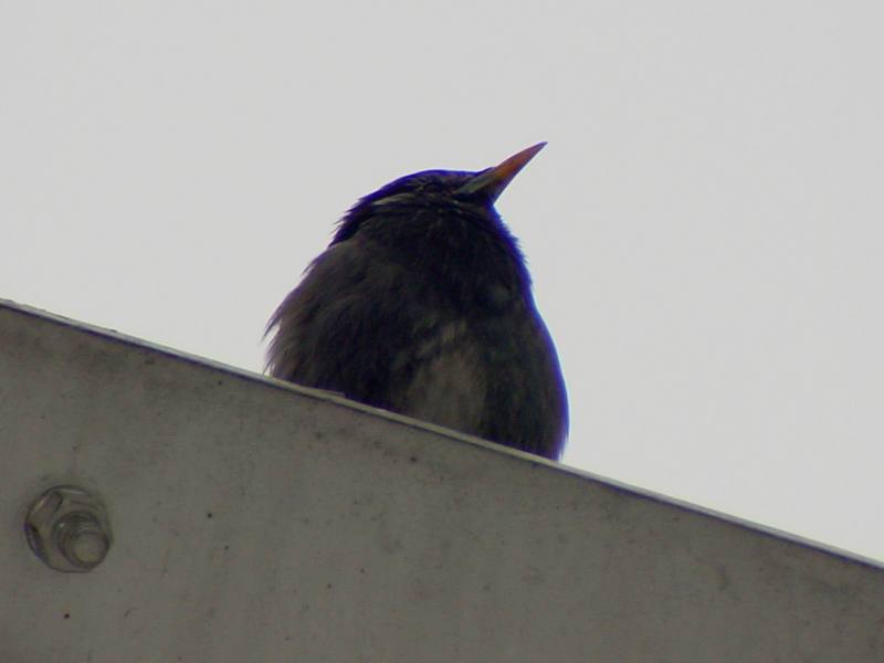 [Birds of Tokyo] Gray Starling {!--찌르레기 / 일본-->; DISPLAY FULL IMAGE.