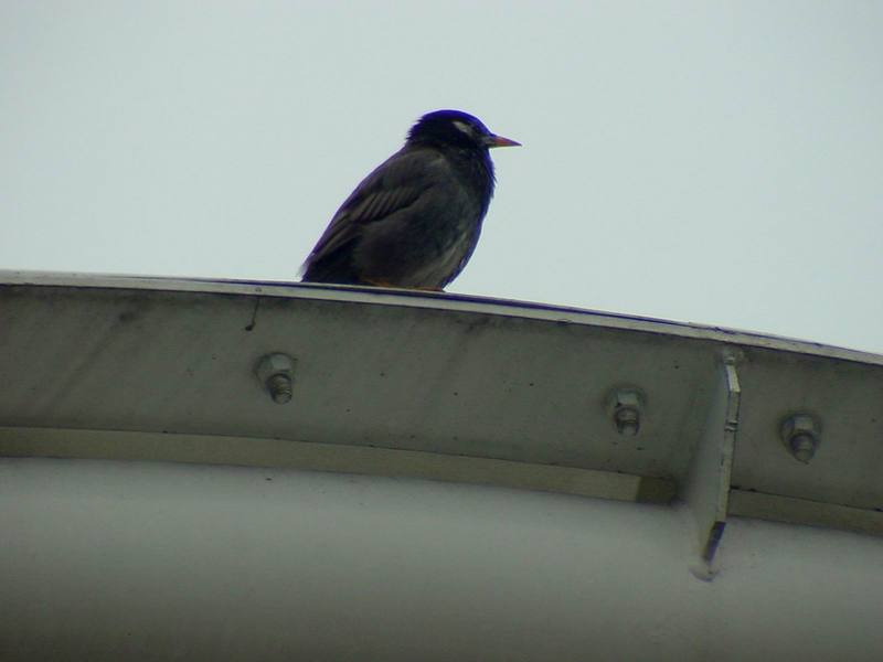 [Birds of Tokyo] Gray Starling {!--찌르레기 / 일본-->; DISPLAY FULL IMAGE.