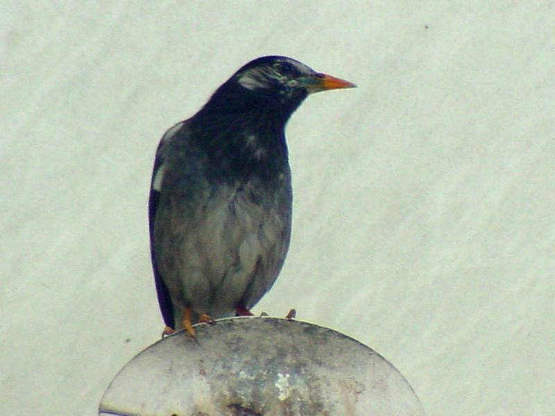 [Birds of Tokyo] Gray Starling {!--찌르레기 / 일본-->; DISPLAY FULL IMAGE.