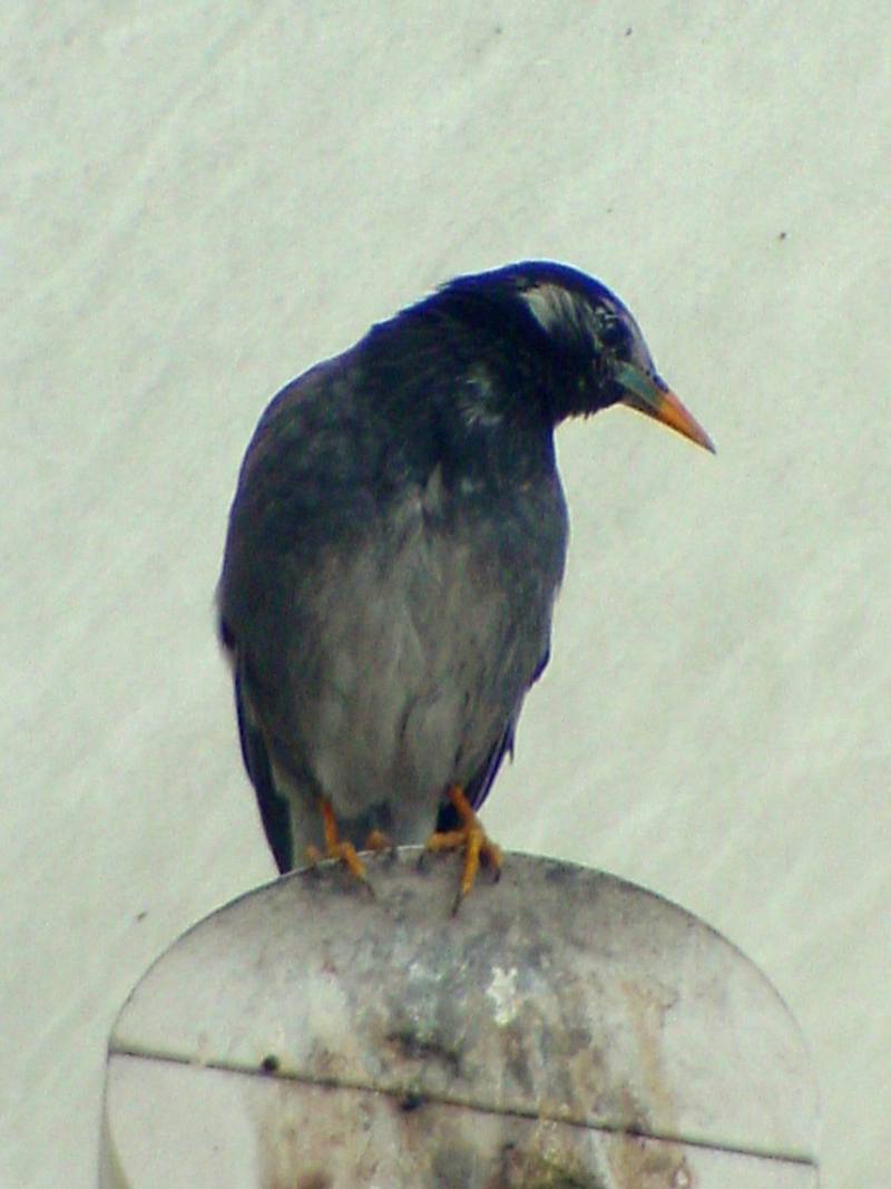 [Birds of Tokyo] Gray Starling {!--찌르레기 / 일본-->; DISPLAY FULL IMAGE.