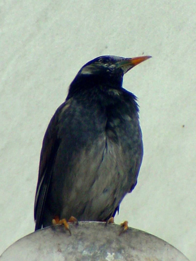 [Birds of Tokyo] Gray Starling {!--찌르레기 / 일본-->; DISPLAY FULL IMAGE.