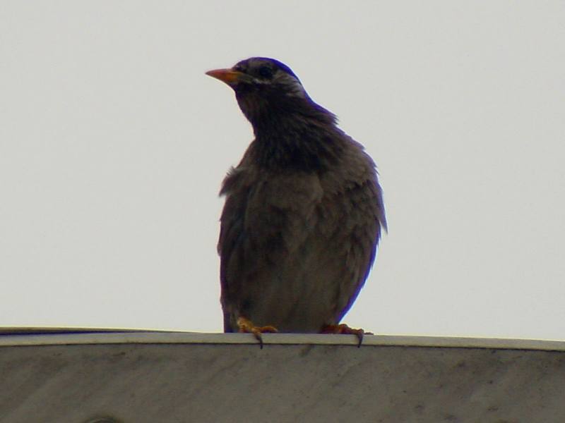 [Birds of Tokyo] Gray Starling {!--찌르레기 / 일본-->; DISPLAY FULL IMAGE.
