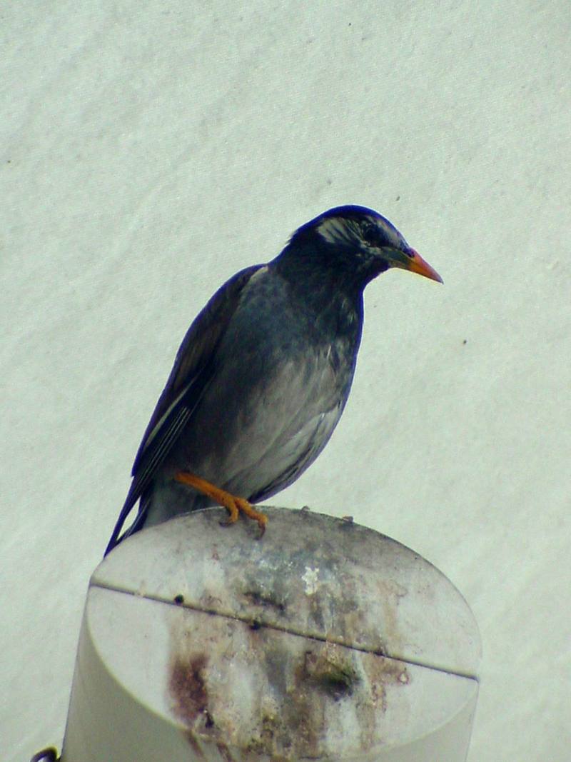 [Birds of Tokyo] Gray Starling {!--찌르레기 / 일본-->; DISPLAY FULL IMAGE.