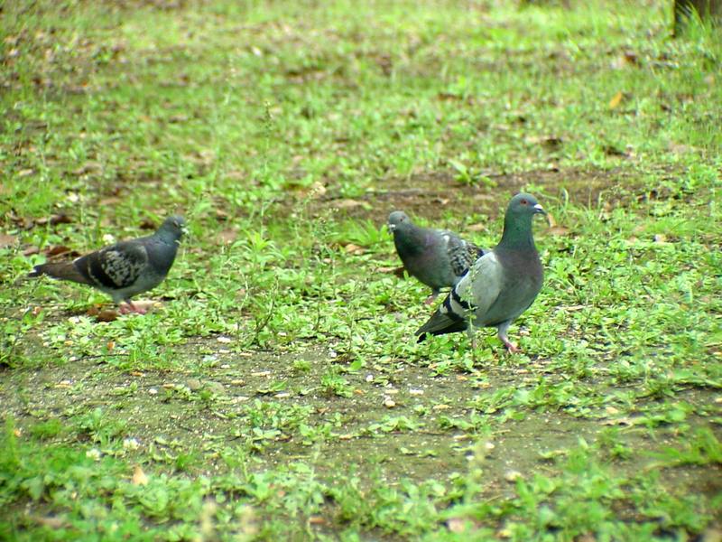 [Birds of Tokyo] Feral Pigeons {!--집비둘기 / 일본-->; DISPLAY FULL IMAGE.