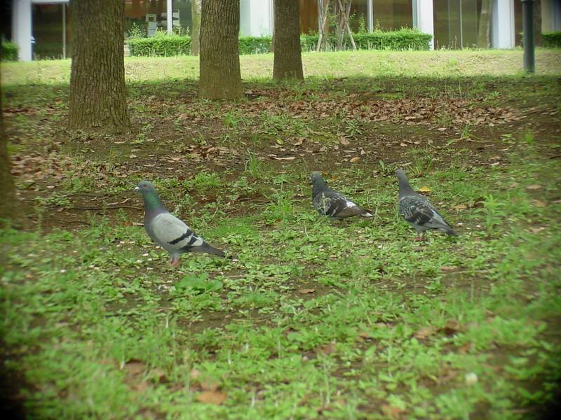 [Birds of Tokyo] Feral Pigeons {!--집비둘기 / 일본-->; DISPLAY FULL IMAGE.