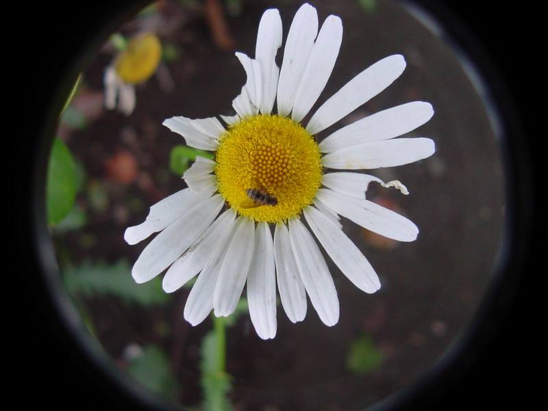 Hoverfly on flower [Tokyo]; DISPLAY FULL IMAGE.