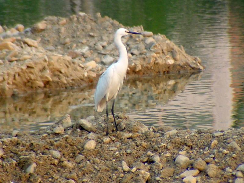 Little egret {!--쇠백로-->; DISPLAY FULL IMAGE.