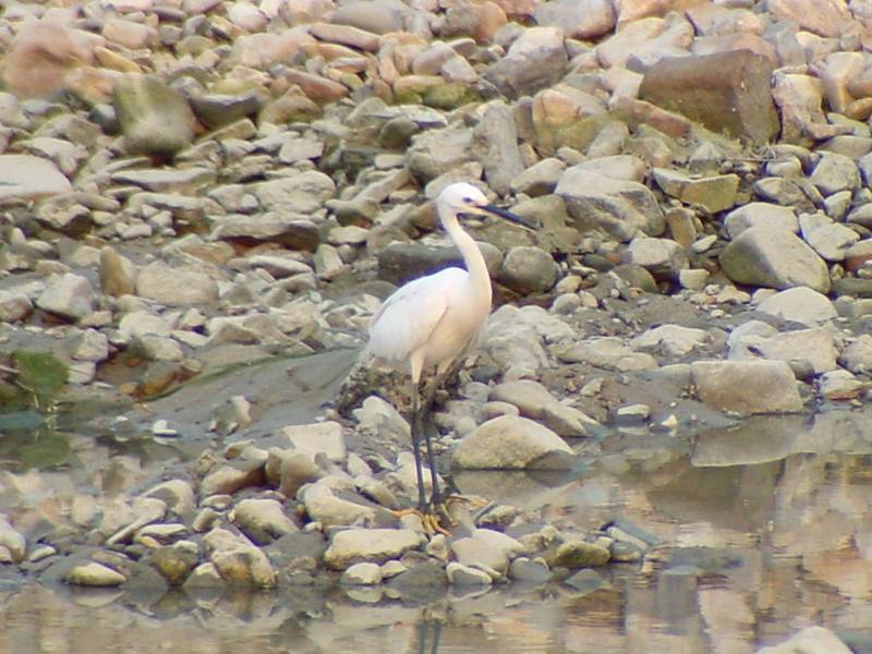Little egret {!--쇠백로-->; DISPLAY FULL IMAGE.