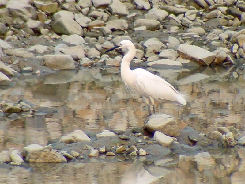 Little egret {!--쇠백로-->; DISPLAY FULL IMAGE.