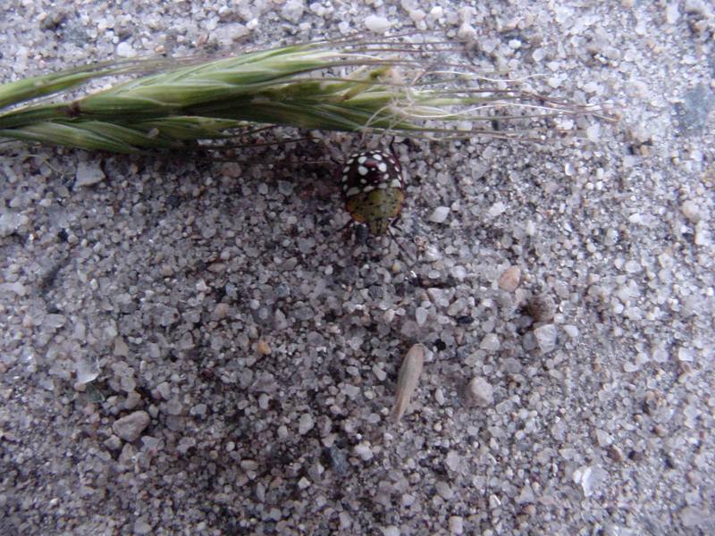 Larva of Far Eastern Green Stink Bug (Nezara antennata) {!--풀색노린재 애벌레-->; DISPLAY FULL IMAGE.
