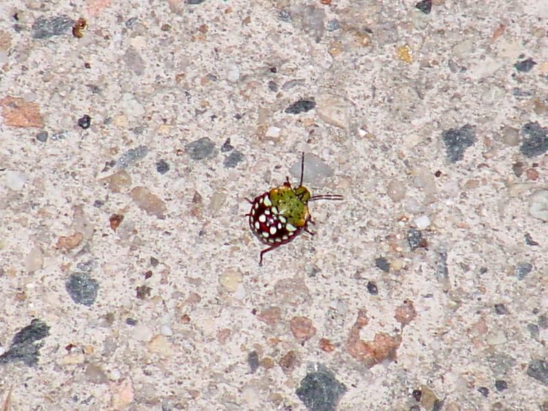 Larva of Far Eastern Green Stink Bug (Nezara antennata) {!--풀색노린재 애벌레-->; DISPLAY FULL IMAGE.