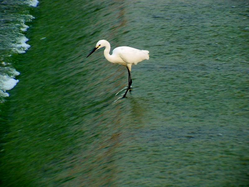 Little Egret {!--쇠백로-->; DISPLAY FULL IMAGE.