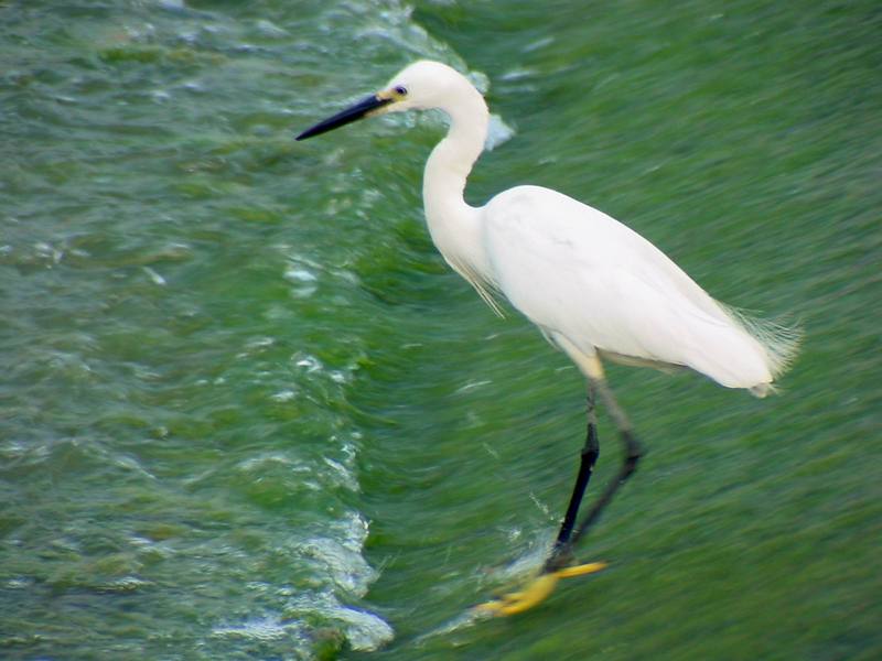 Little Egret {!--쇠백로--> (Egretta garzetta); DISPLAY FULL IMAGE.