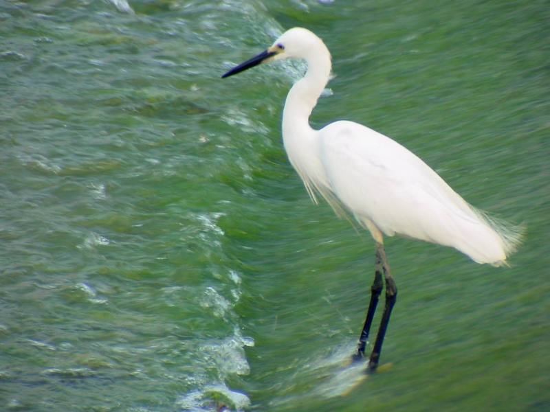 Little Egret {!--쇠백로--> (Egretta garzetta); DISPLAY FULL IMAGE.