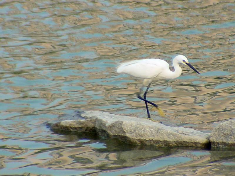 Little Egret {!--쇠백로--> (Egretta garzetta); DISPLAY FULL IMAGE.